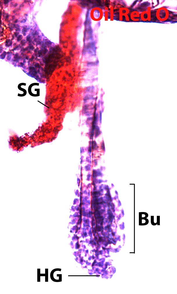 <MetaData>	<prop id="Description" type="string" value="Exposure: 180 ms&amp;#13;&amp;#10;Binning: 1 x 1&amp;#13;&amp;#10;Region: 2560 x 1920, offset at (0, 0)&amp;#13;&amp;#10;Acquired from QImaging&amp;#13;&amp;#10;Subtract: Off&amp;#13;&amp;#10;Shadin