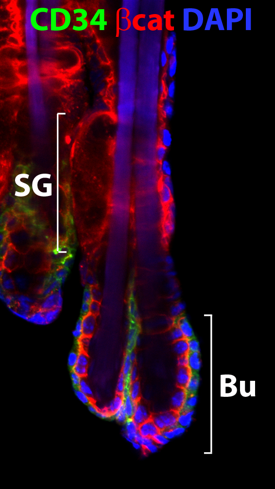 ImageJ=1.42qunit=_m÷ï‘∂ˇø